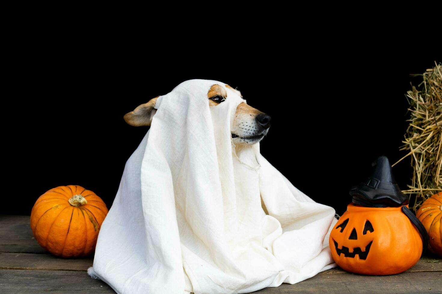 dog dressed as a ghost for halloween photo