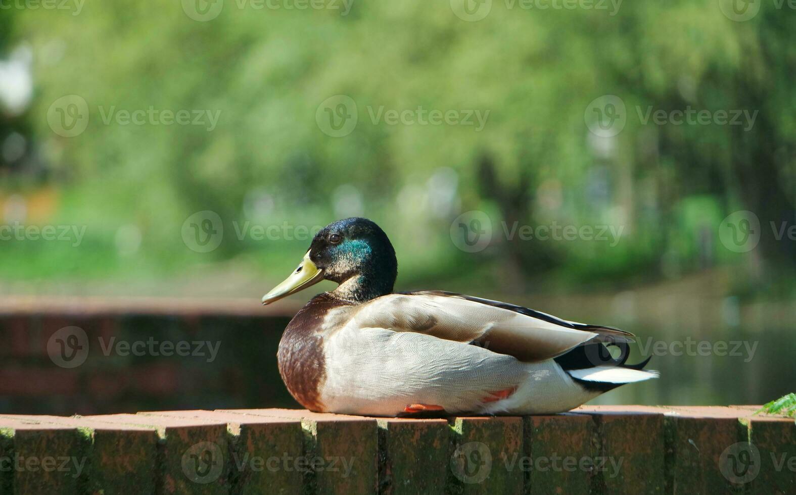 Cute Water Bird at Local Public Park's Lake of Bedford City of England Great Britain, UK. Image Was Captured on April 22nd, 2023 photo