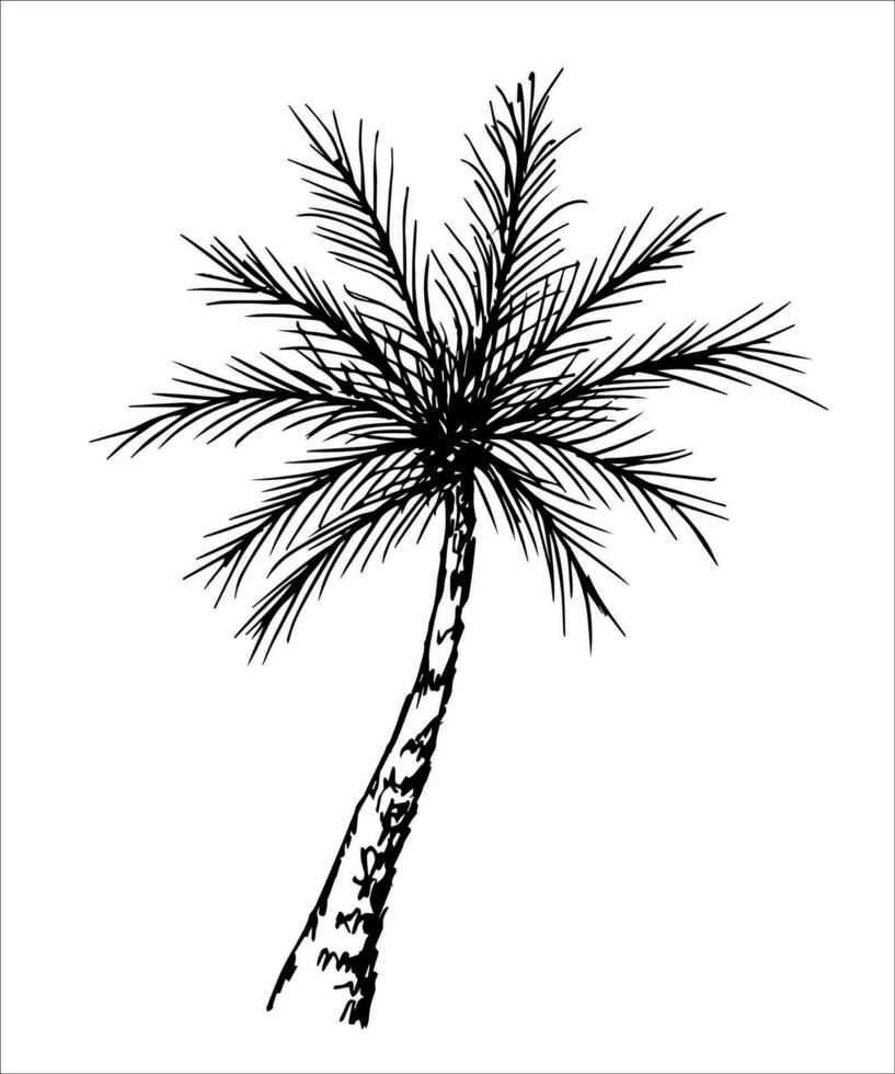 Hand drawn black outline of a tropical palm tree on a white background. Simple vector drawing in ink. Nature and vegetation. Summer rest.