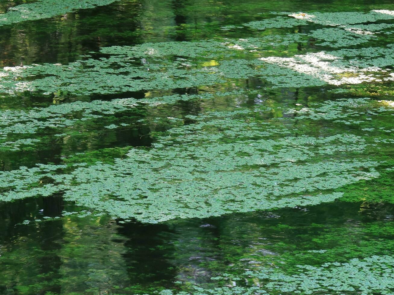 Green Nature Background photo