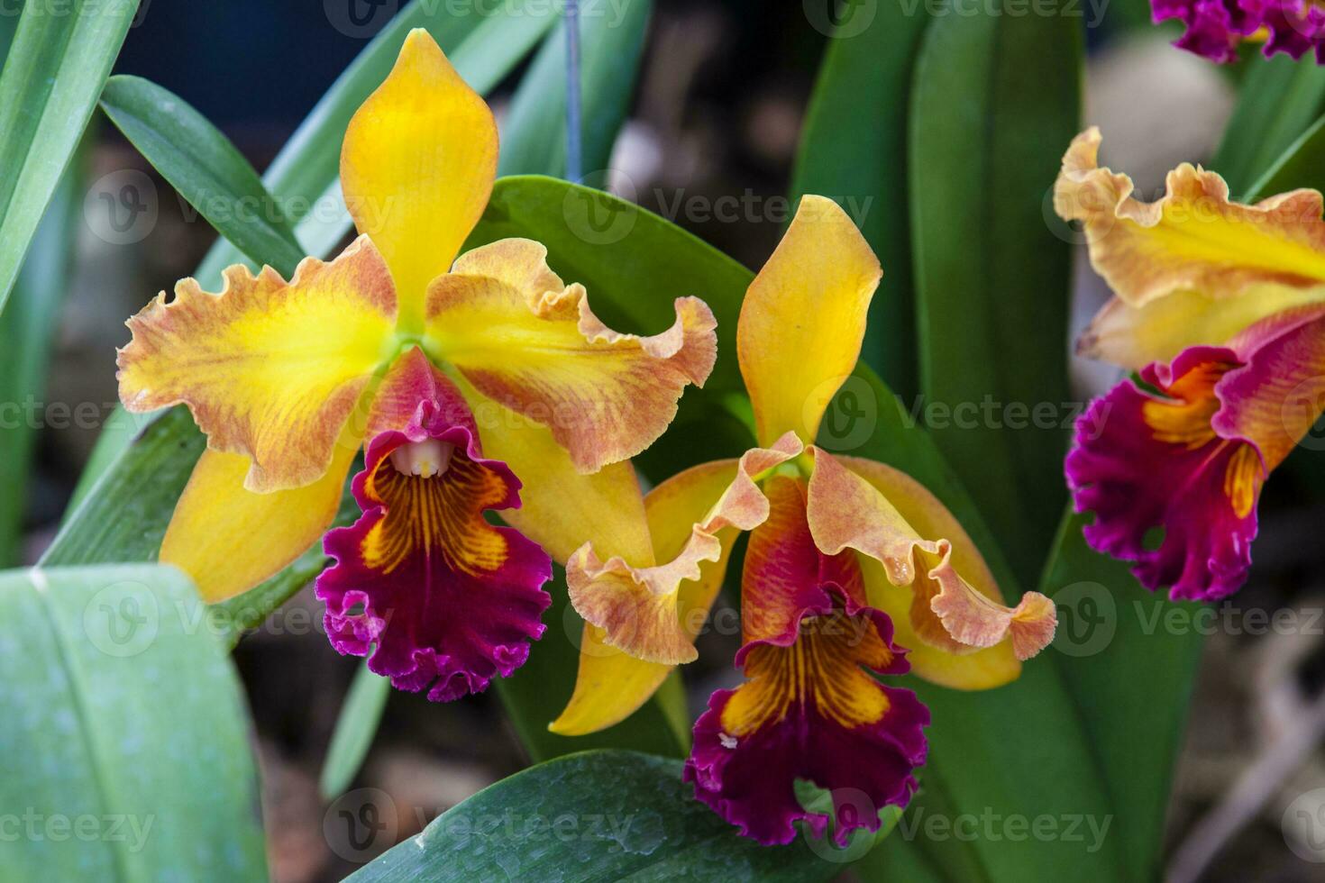 de cerca de uno de el hermosa Colombiana orquídeas. el flores festival desde Medellín en Colombia. orquídea pertenencia a cattleya género foto