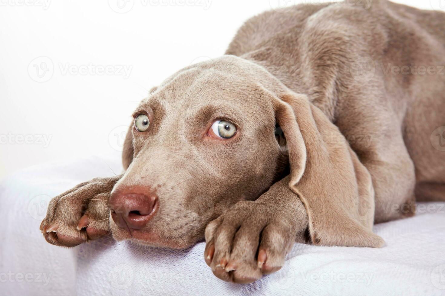 Beautiful green eyed Weimaraner puppy isolated on white background. photo