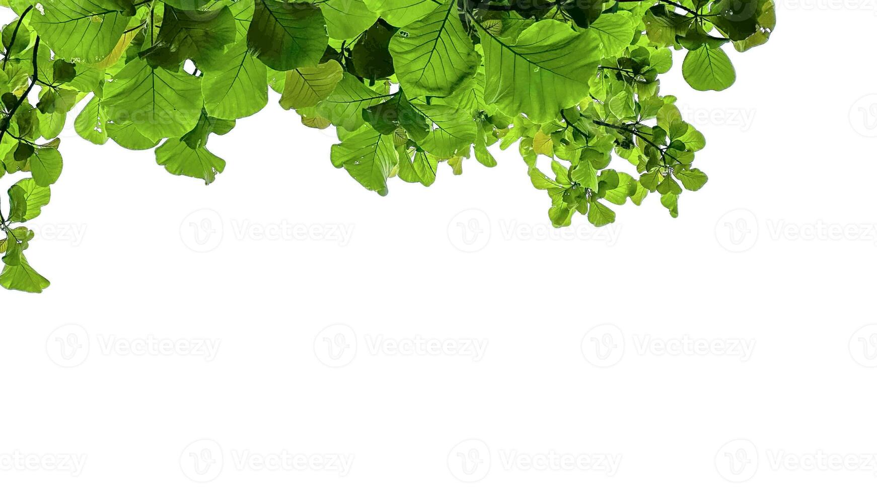 Look up view tree leaves with with clipping paths on white copy space background photo