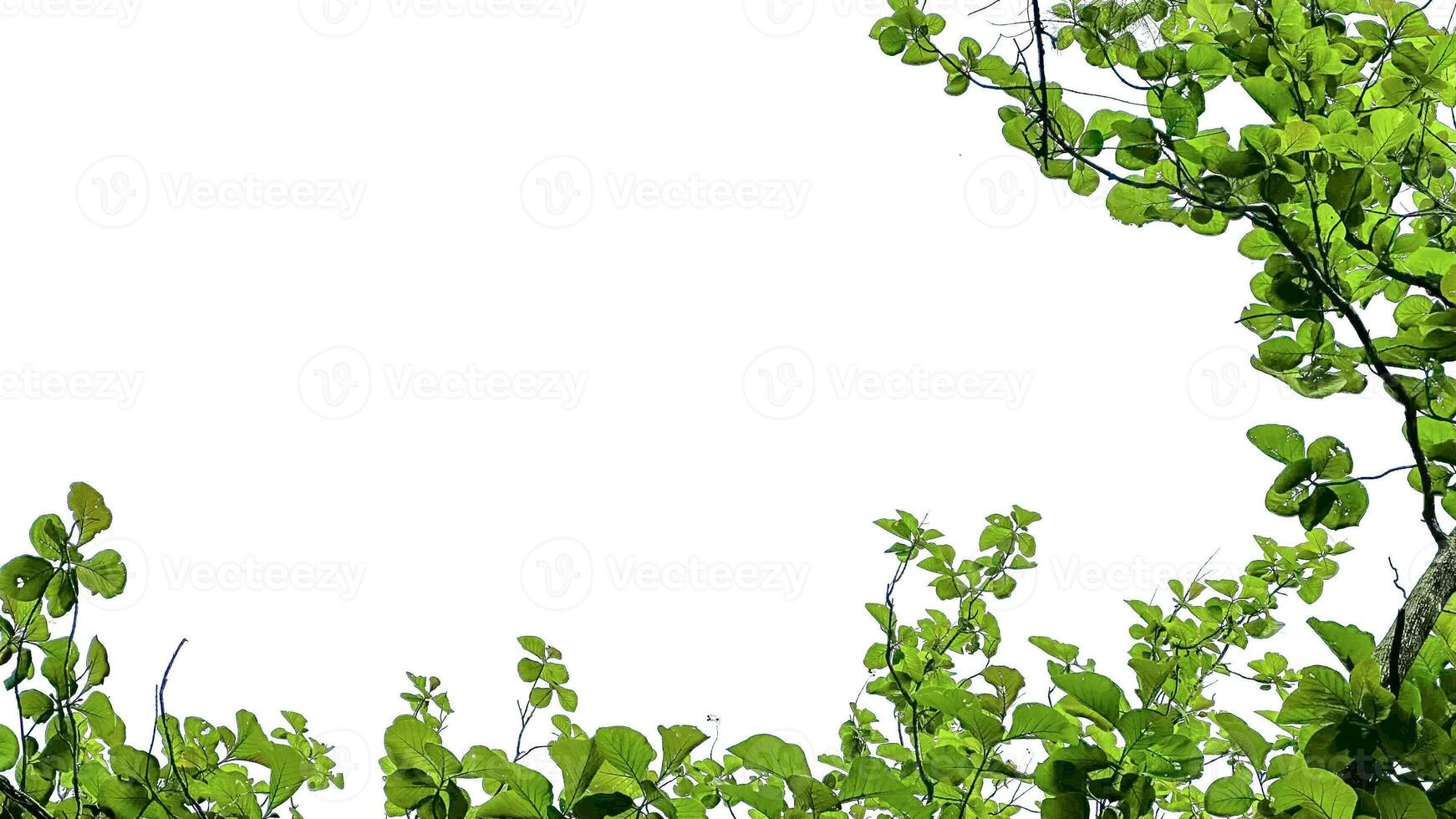 Look up view tree leaves with with clipping paths on white copy space background photo