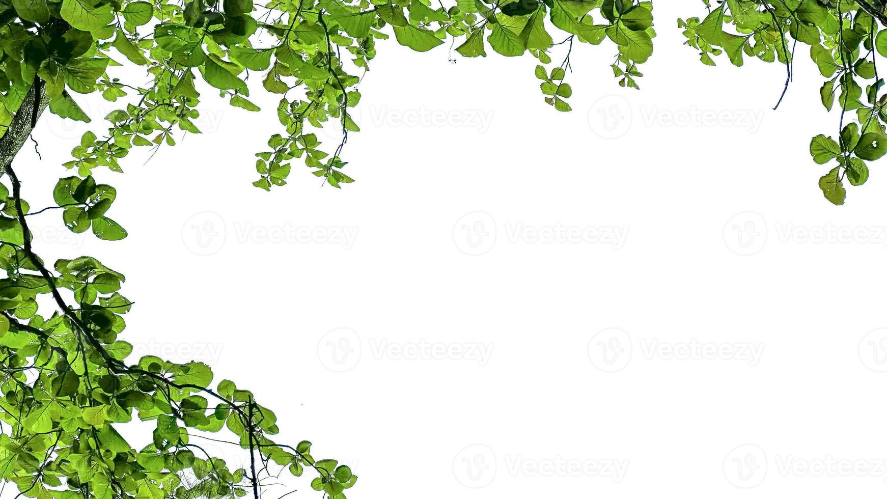 Look up view tree leaves with with clipping paths on white copy space background photo