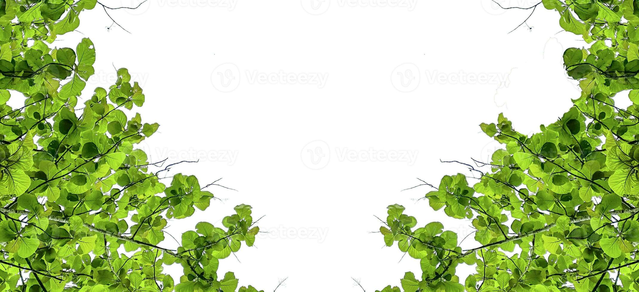 Look up view tree leaves with with clipping paths on white copy space background photo