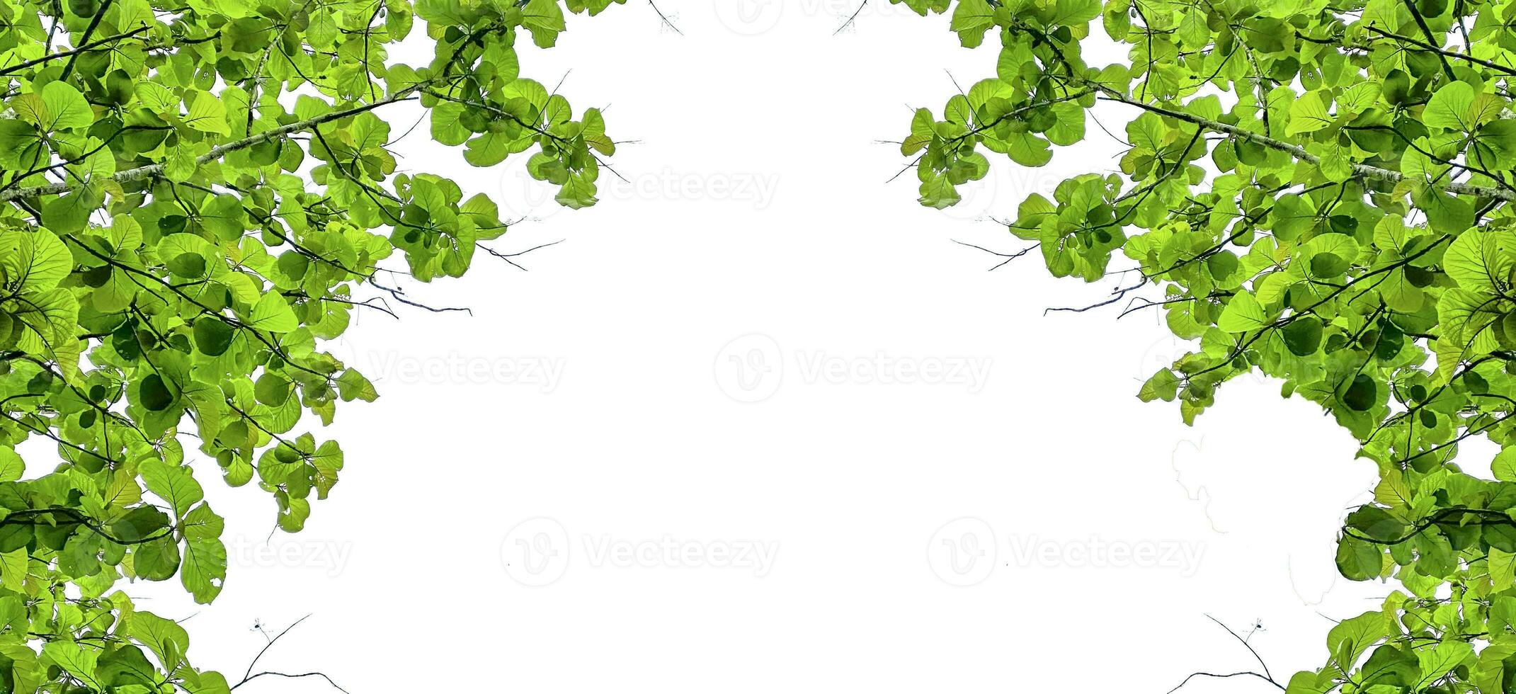 Look up view tree leaves with with clipping paths on white copy space background photo