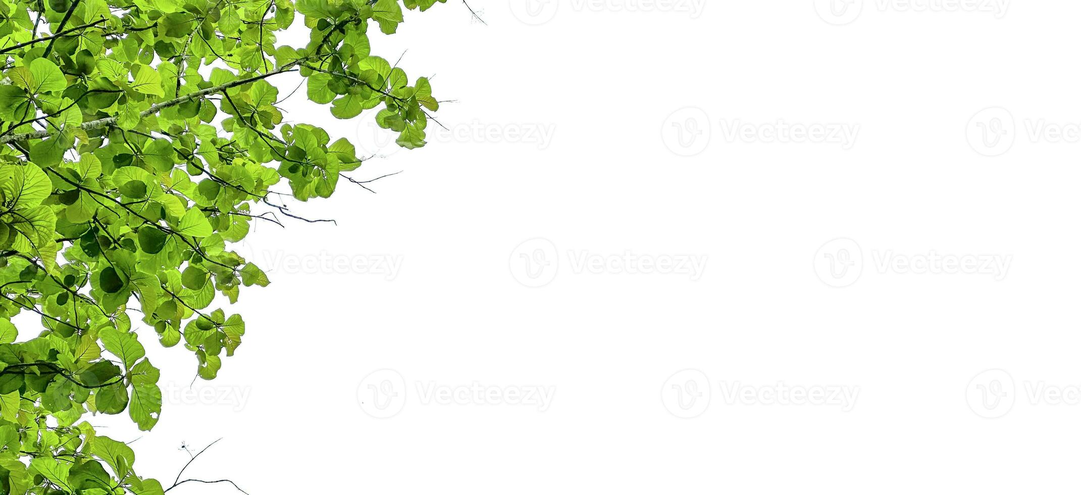 Look up view tree leaves with with clipping paths on white copy space background photo