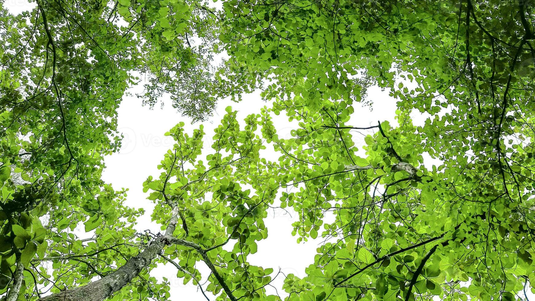 Look up view tree leaves with with clipping paths on white copy space background photo
