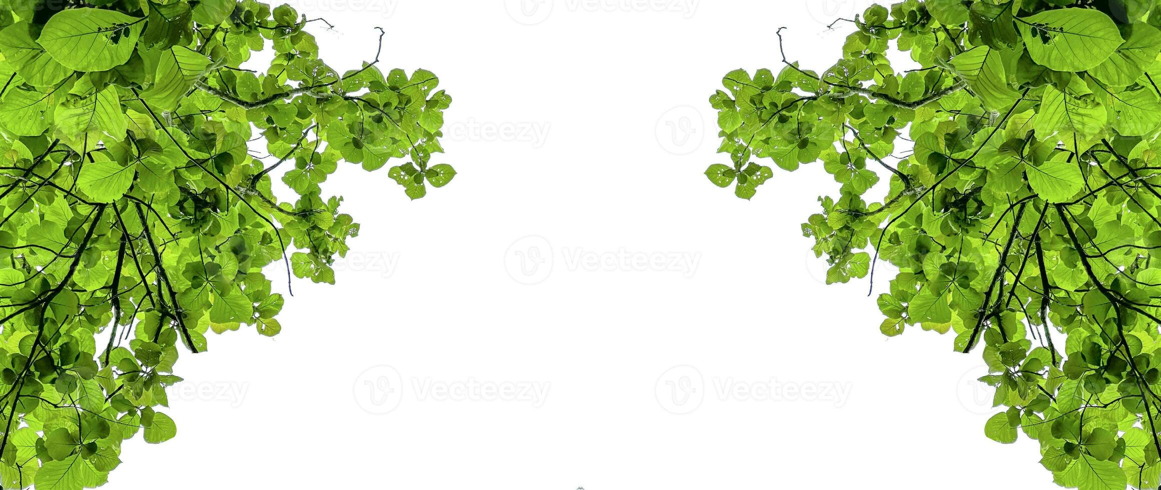 Look up view tree leaves with with clipping paths on white copy space background photo