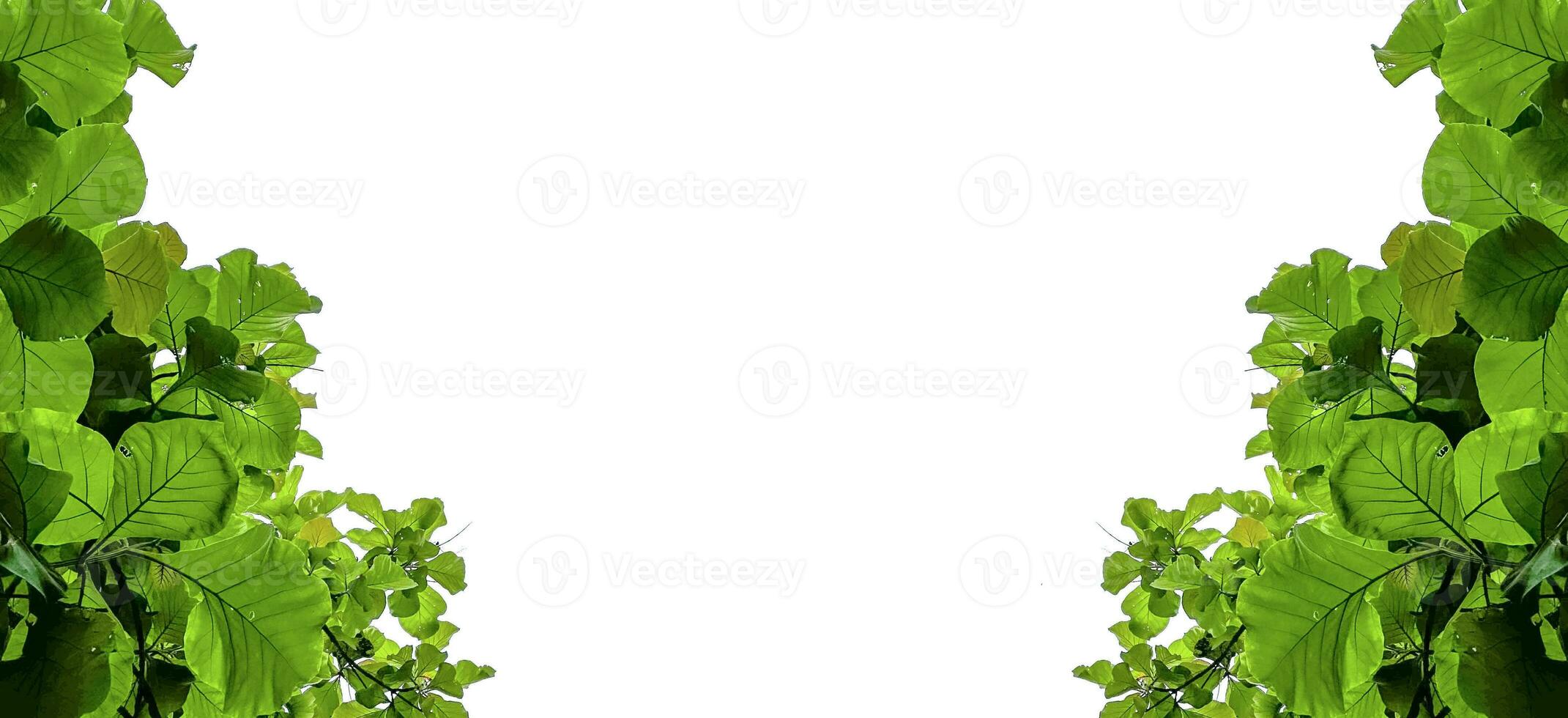 Look up view tree leaves with with clipping paths on white copy space background photo