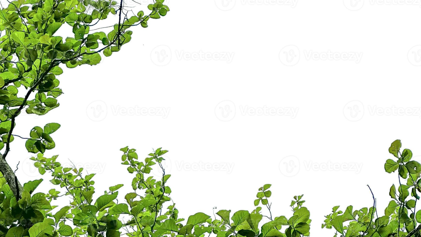 Look up view tree leaves with with clipping paths on white copy space background photo