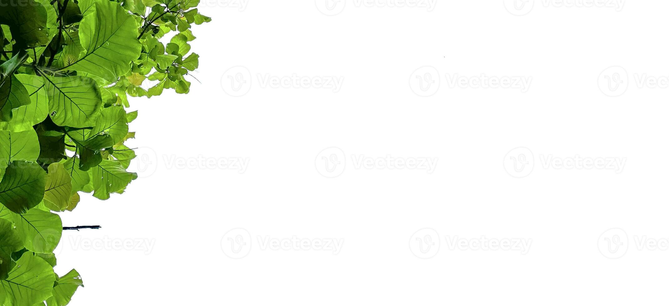 Look up view tree leaves with with clipping paths on white copy space background photo