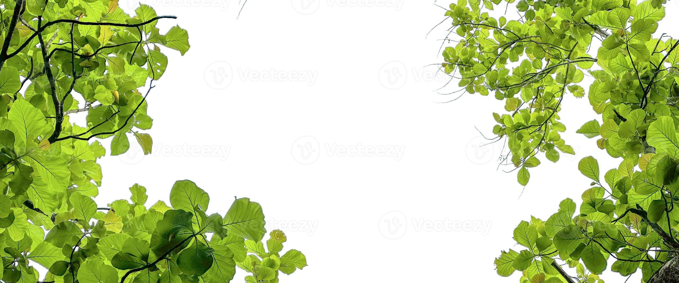 Look up view tree leaves with with clipping paths on white copy space background photo