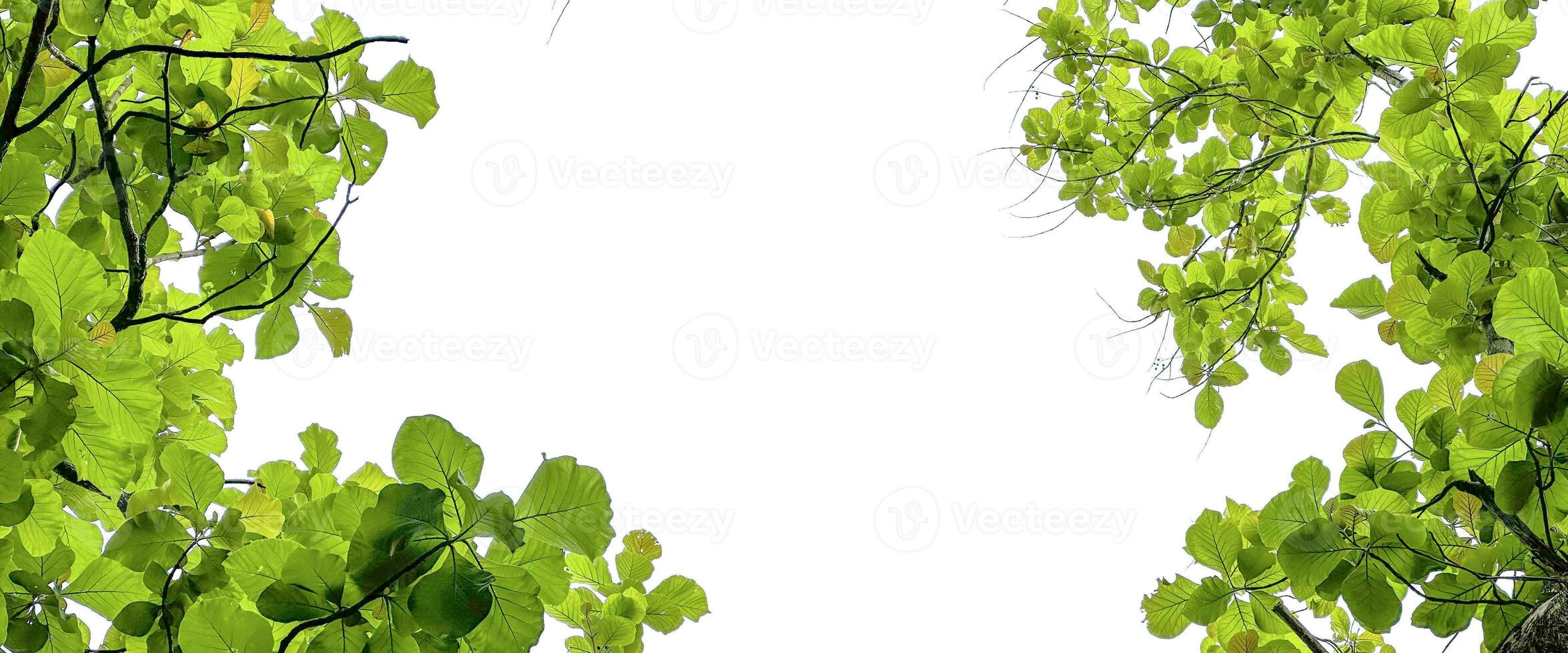 Look up view tree leaves with with clipping paths on white copy space background photo