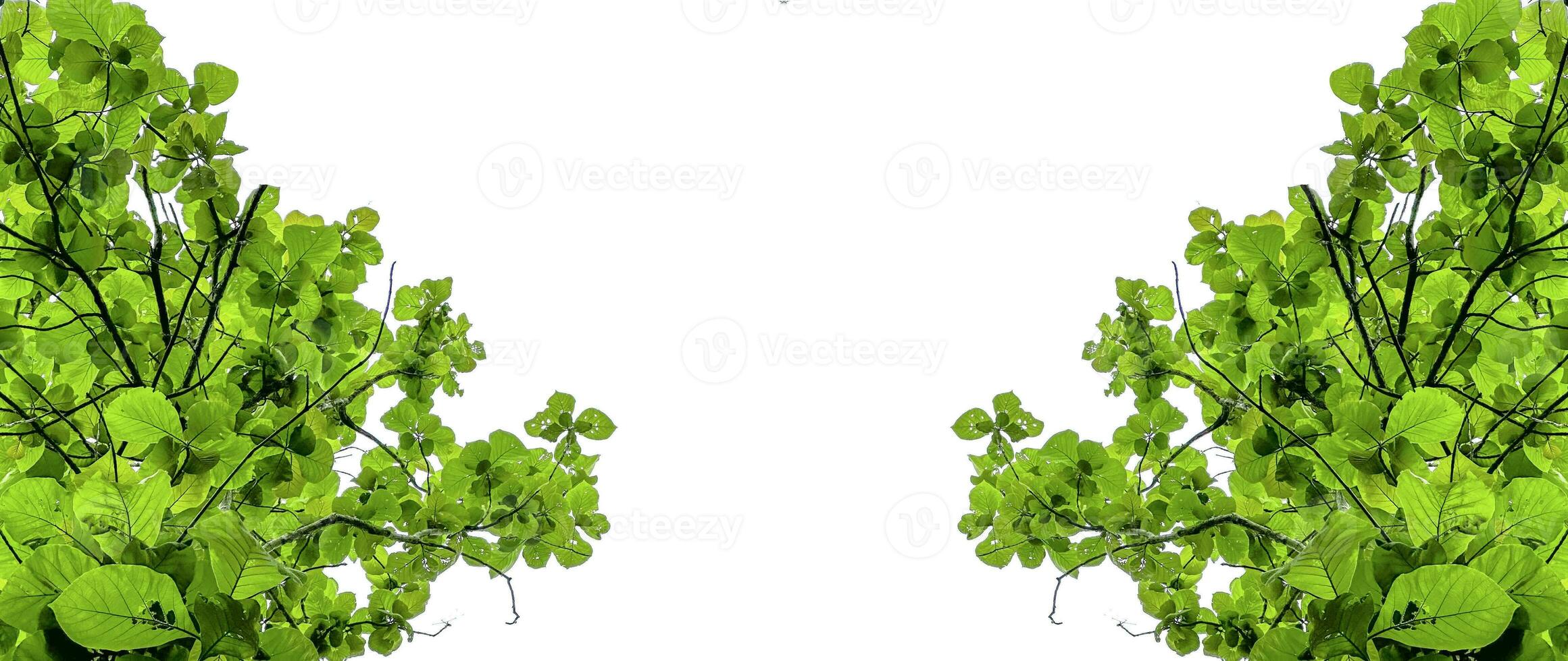 Look up view tree leaves with with clipping paths on white copy space background photo