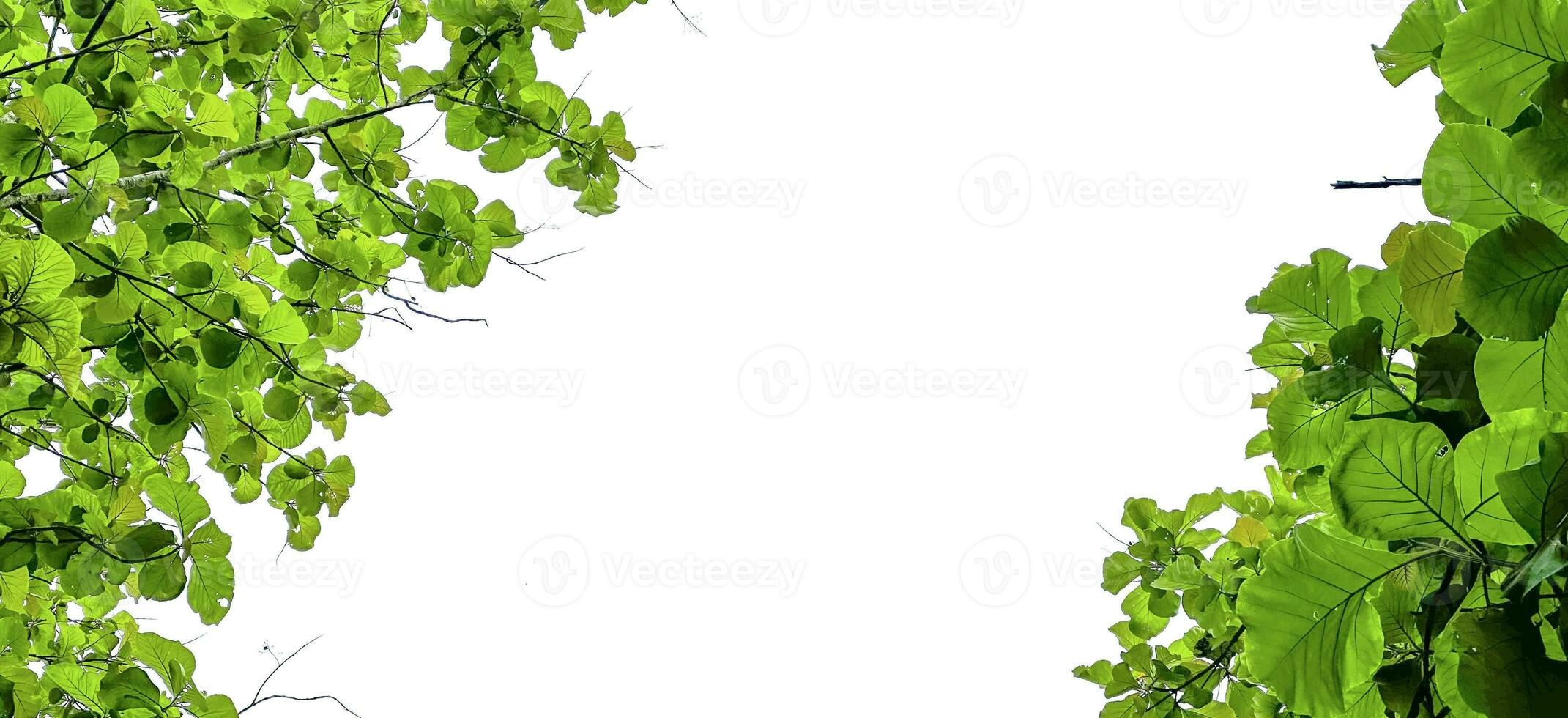 Look up view tree leaves with with clipping paths on white copy space background photo