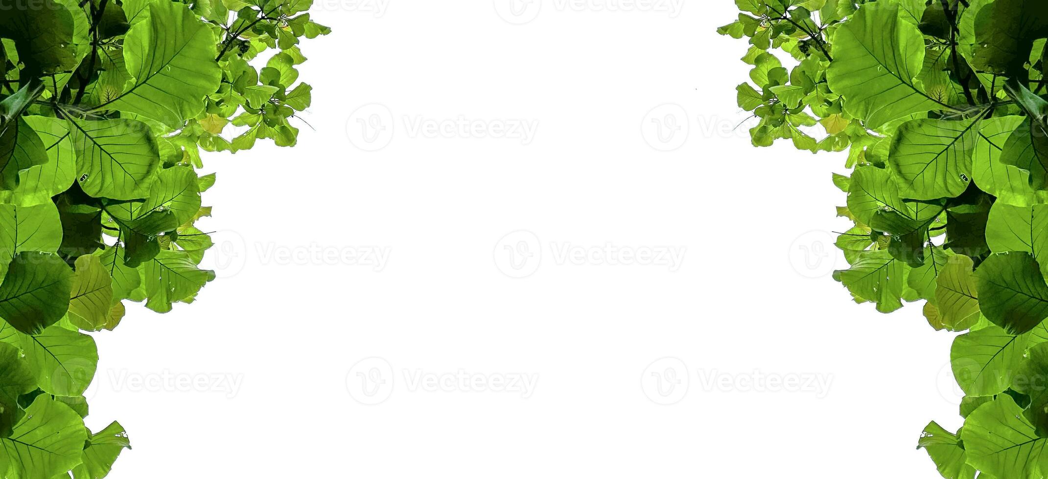 Look up view tree leaves with with clipping paths on white copy space background photo