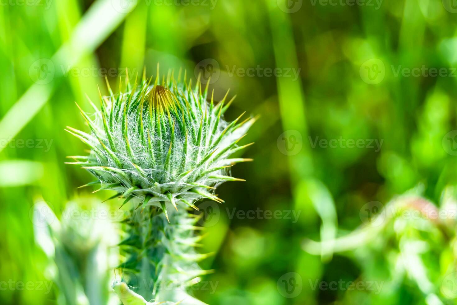 Beautiful growing flower root burdock thistle on background meadow photo