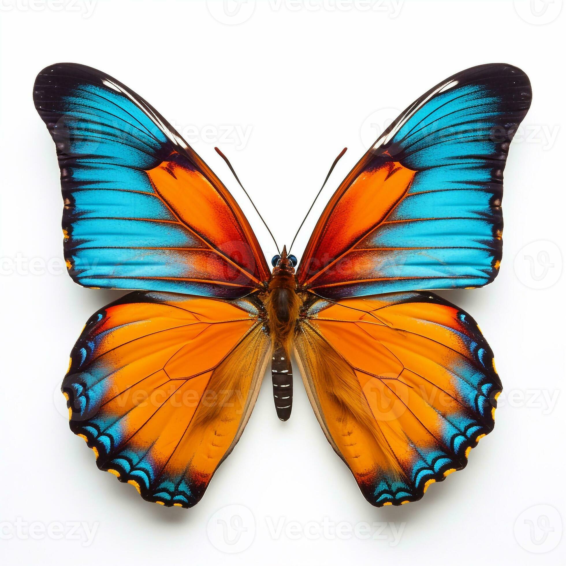 BUTTERFLY - 福原愛 PRO Amazon.co.jp: Butterfly Fukuhara Ai PRO ZLF-AN BUT-36672
