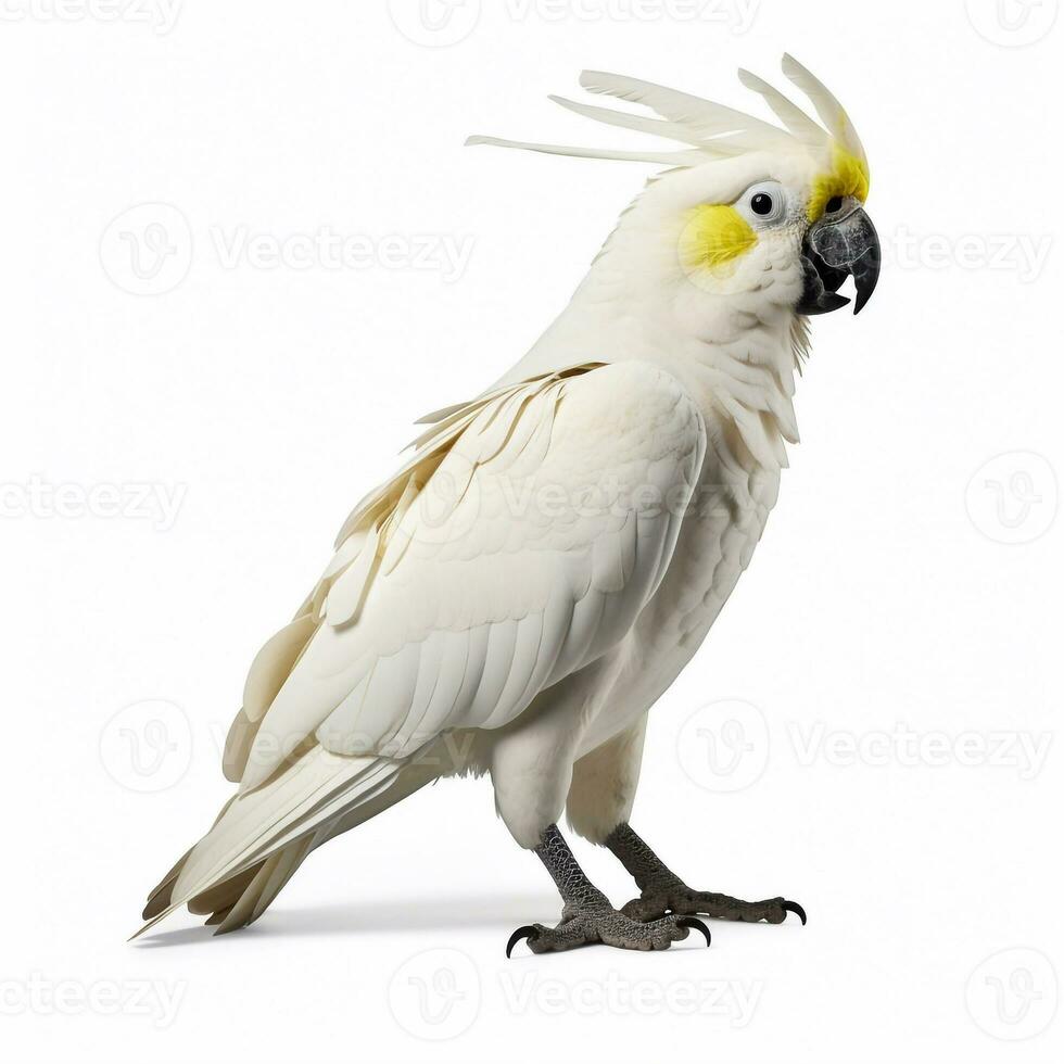 Beautiful big wild parrot looking forward is shown in full length, Ai generated photo