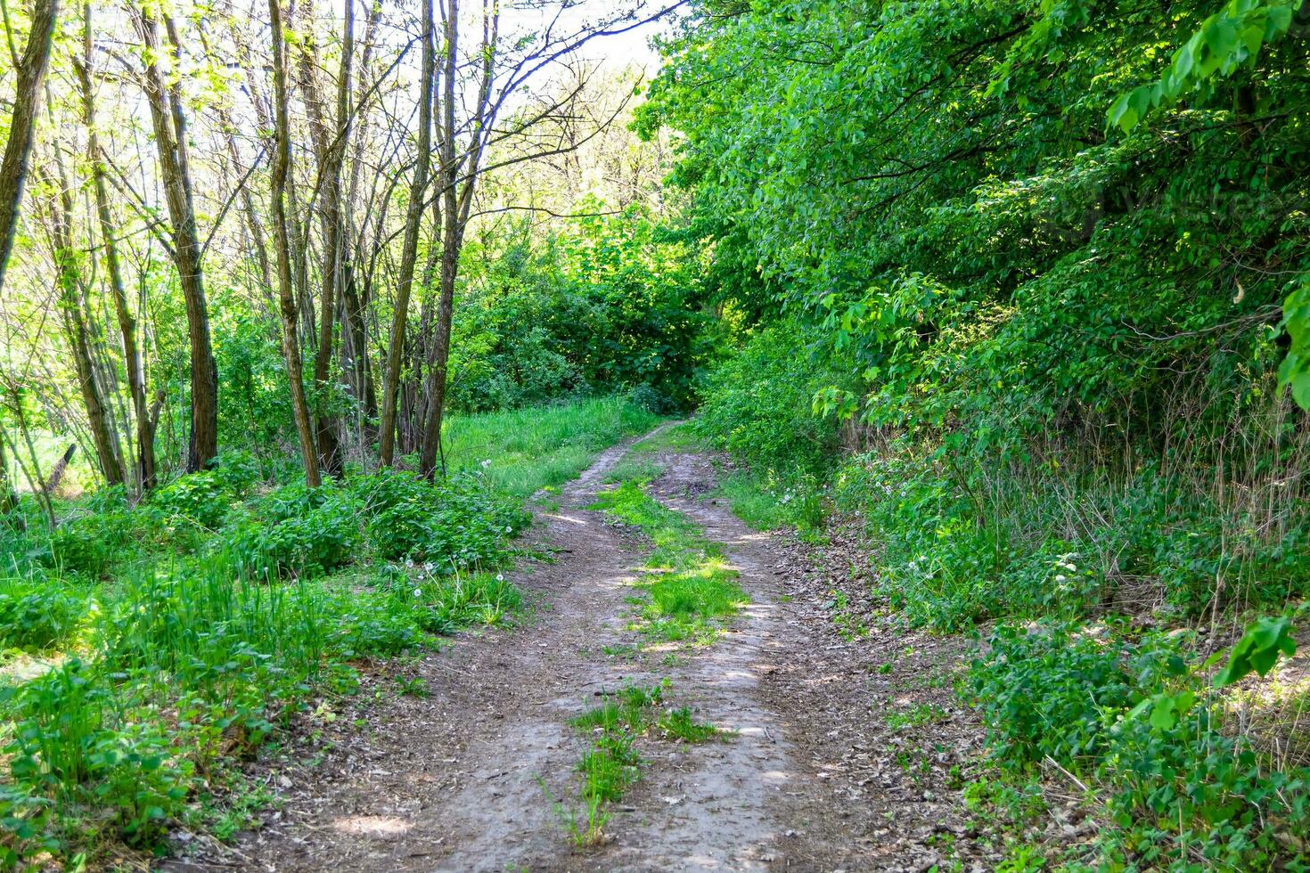 Photography on theme beautiful footpath in wild foliage woodland photo