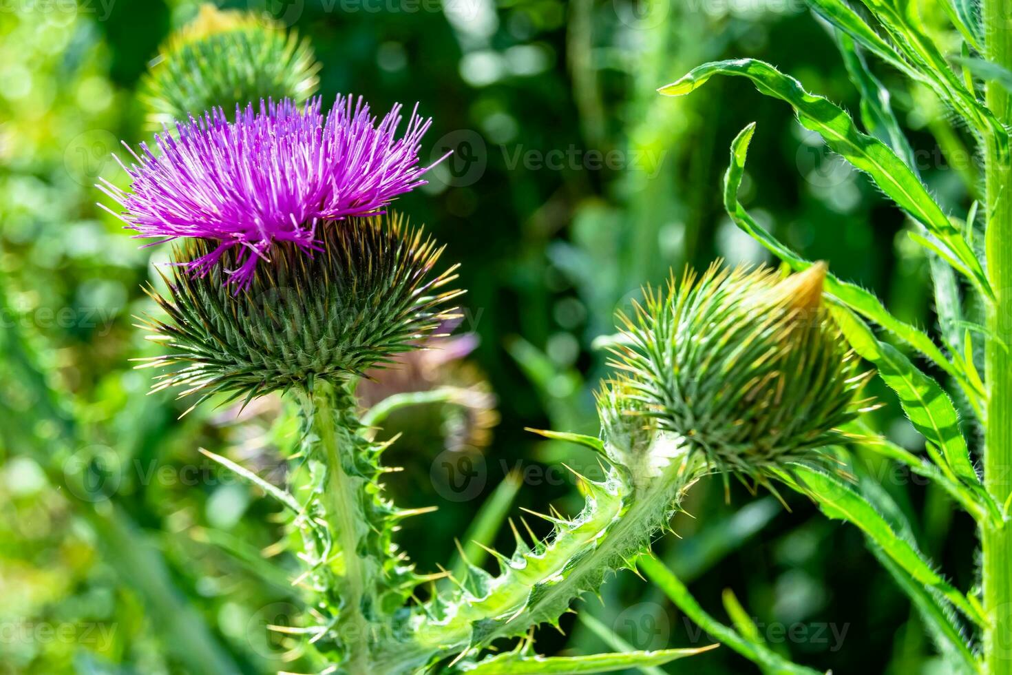 Hermosa flor creciente cardo de raíz de bardana en pradera de fondo foto