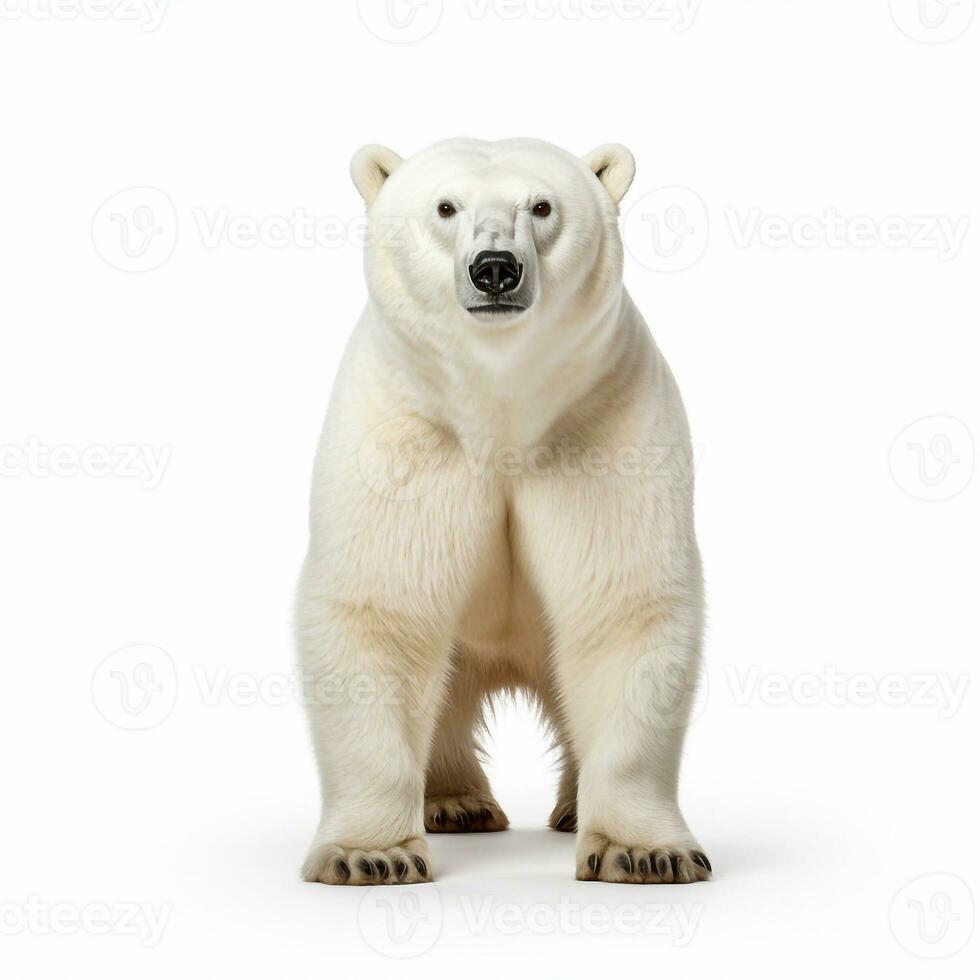 Beautiful wild beast bear looking forward is shown in full length, Ai generated photo