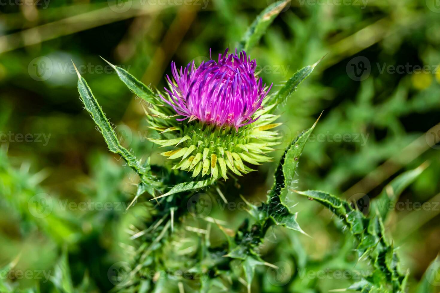 Hermosa flor creciente cardo de raíz de bardana en pradera de fondo foto