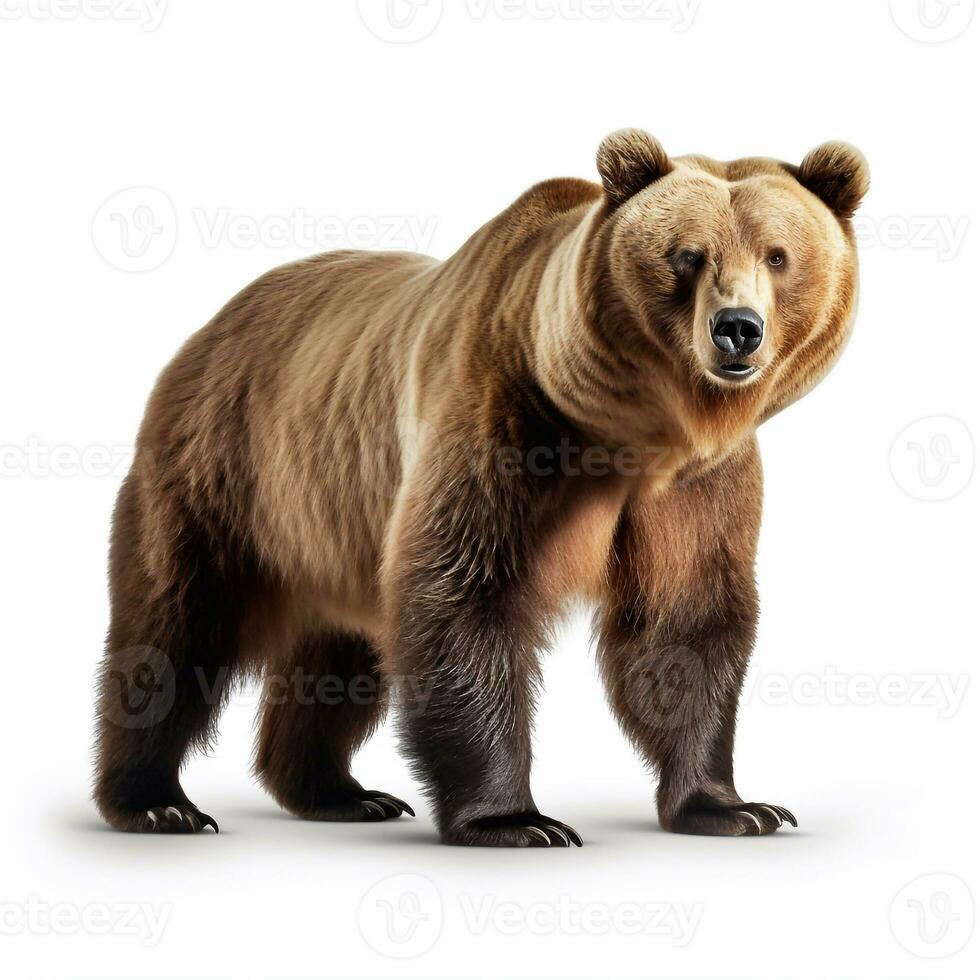 Beautiful wild beast bear looking forward is shown in full length, Ai generated photo