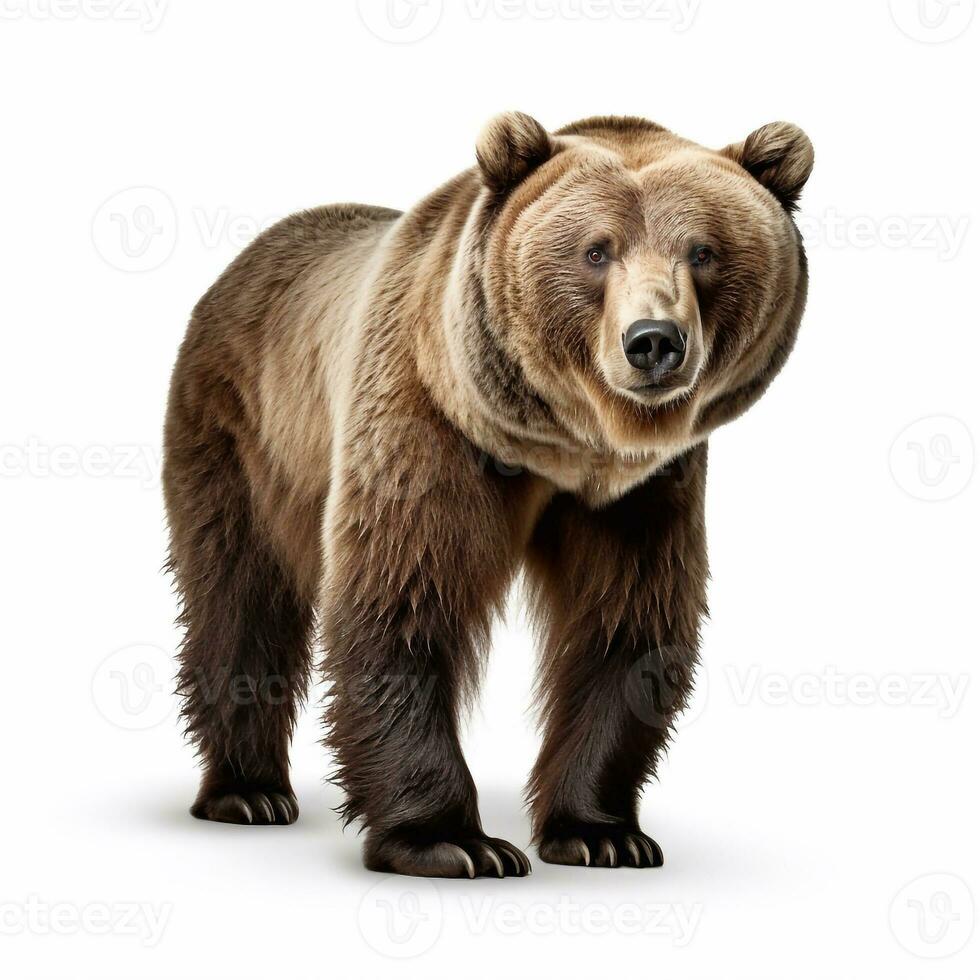 Beautiful wild beast bear looking forward is shown in full length, Ai generated photo