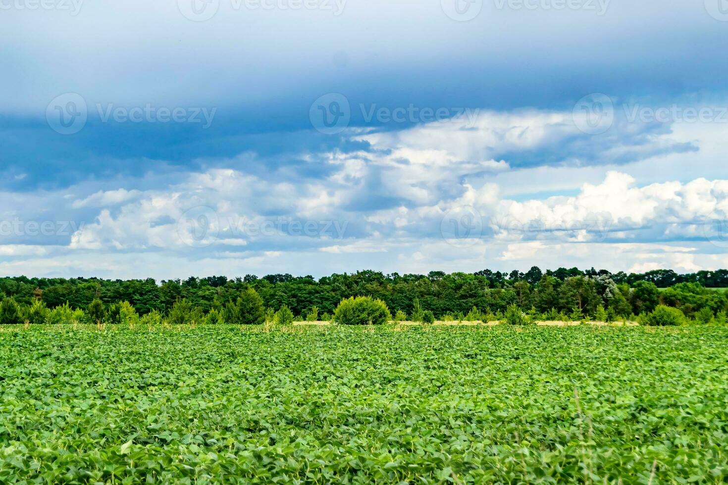 Beautiful horizon scenery in village meadow on color natural background photo