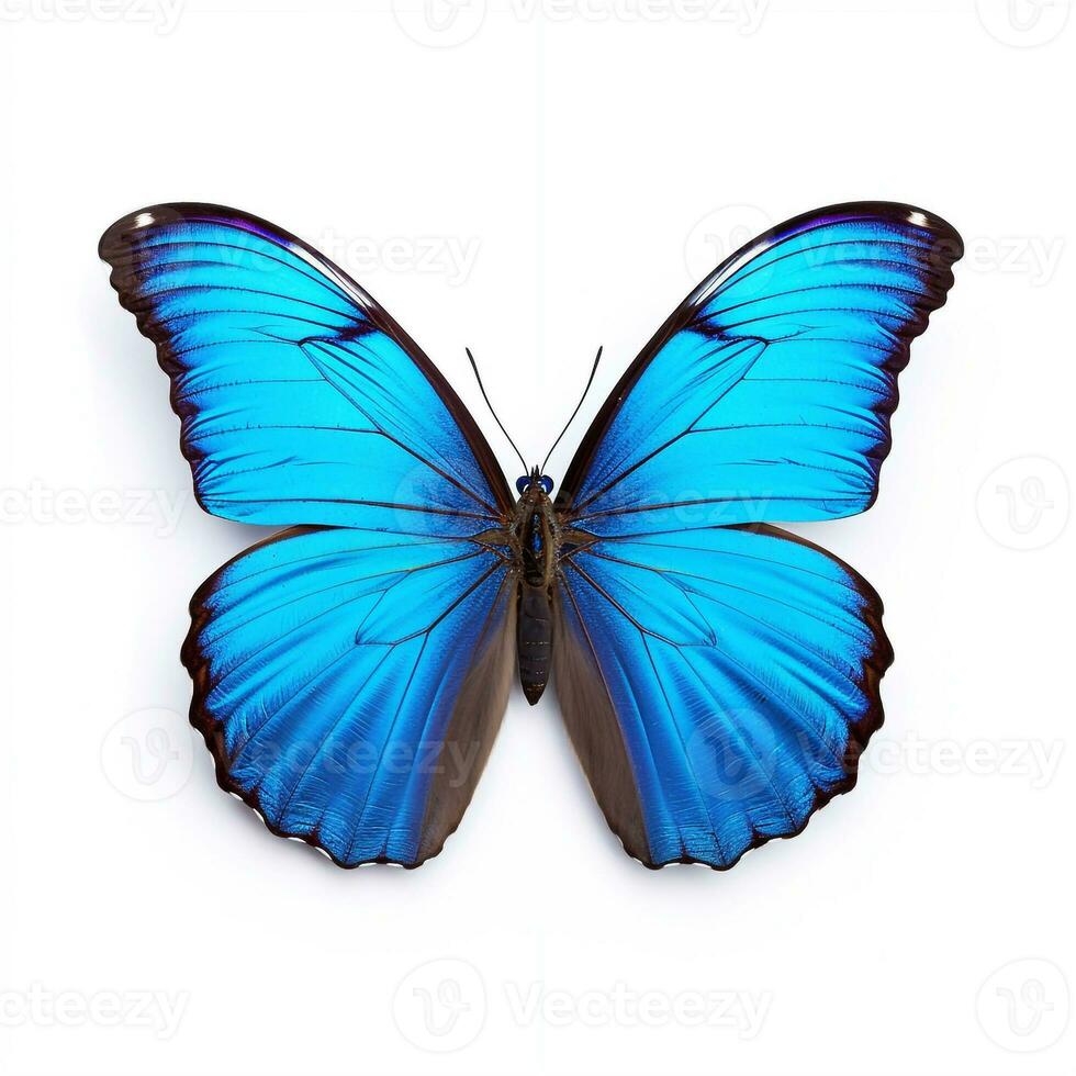 Beautiful big wild butterfly looking forward is shown in full length, Ai generated photo