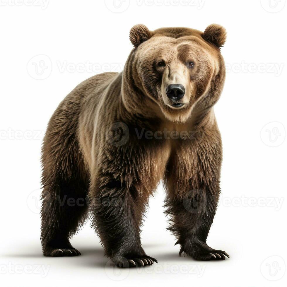 hermosa salvaje bestia oso mirando adelante es mostrado en lleno longitud, ai generado foto
