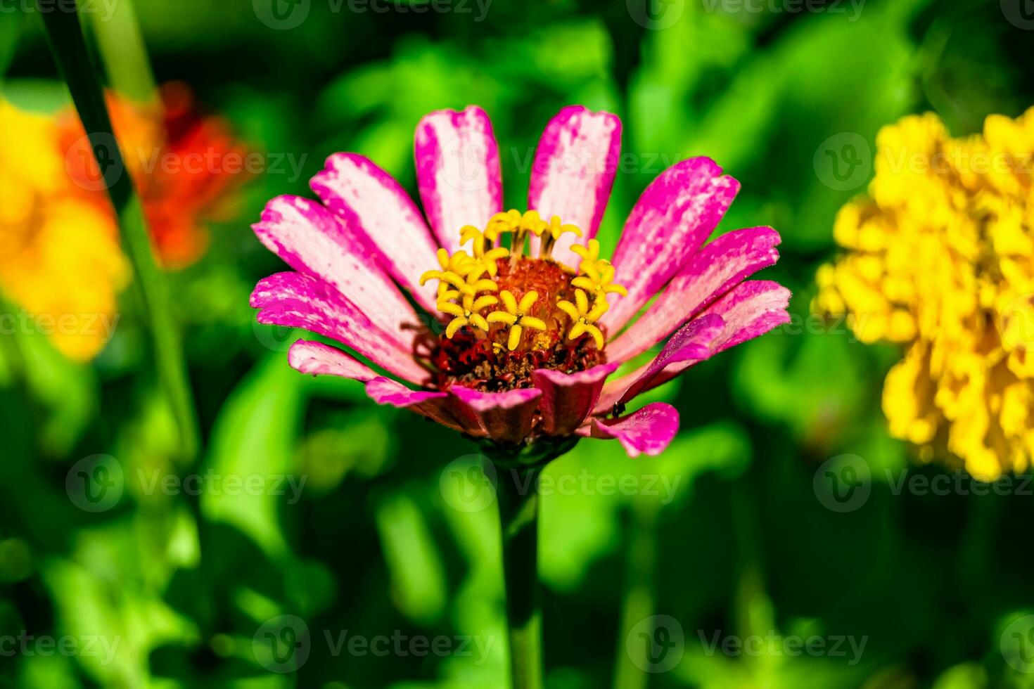 Beautiful wild growing flower zinnia elegans on background meadow photo