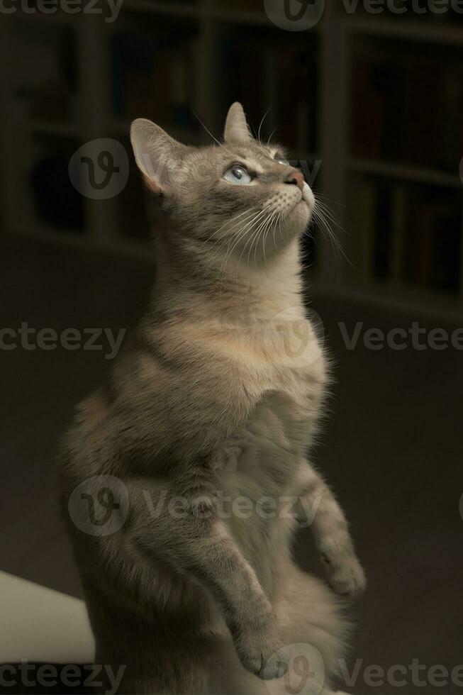 Cat wait the light photo