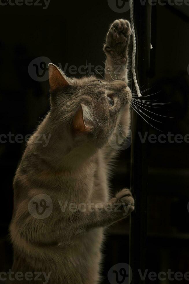 Feline Fun Siamese Cat Playfully Engaging with Flashlight Boxs Rope photo