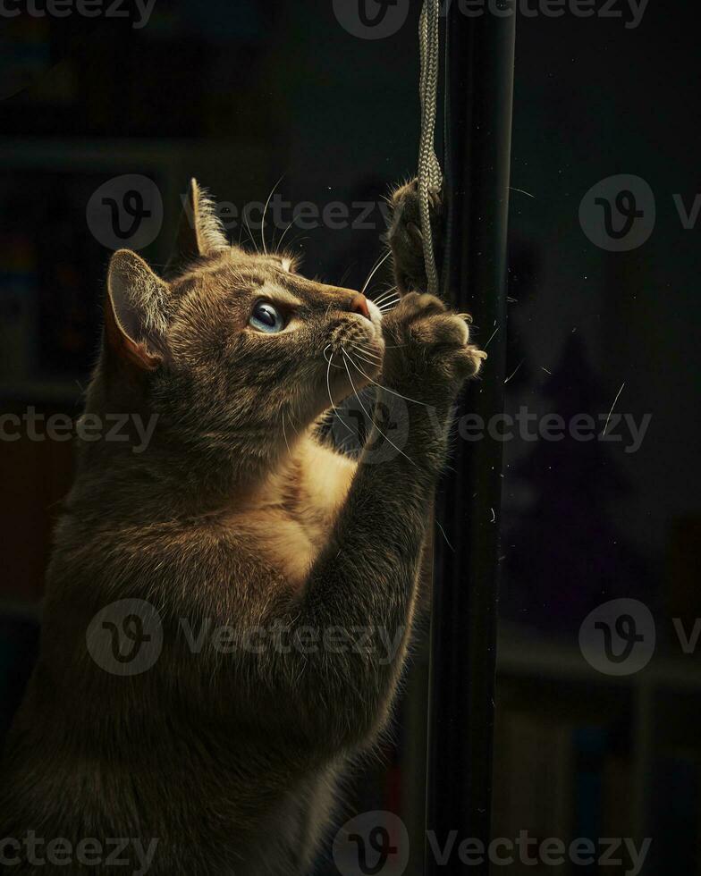 The cat scratching the rope photo