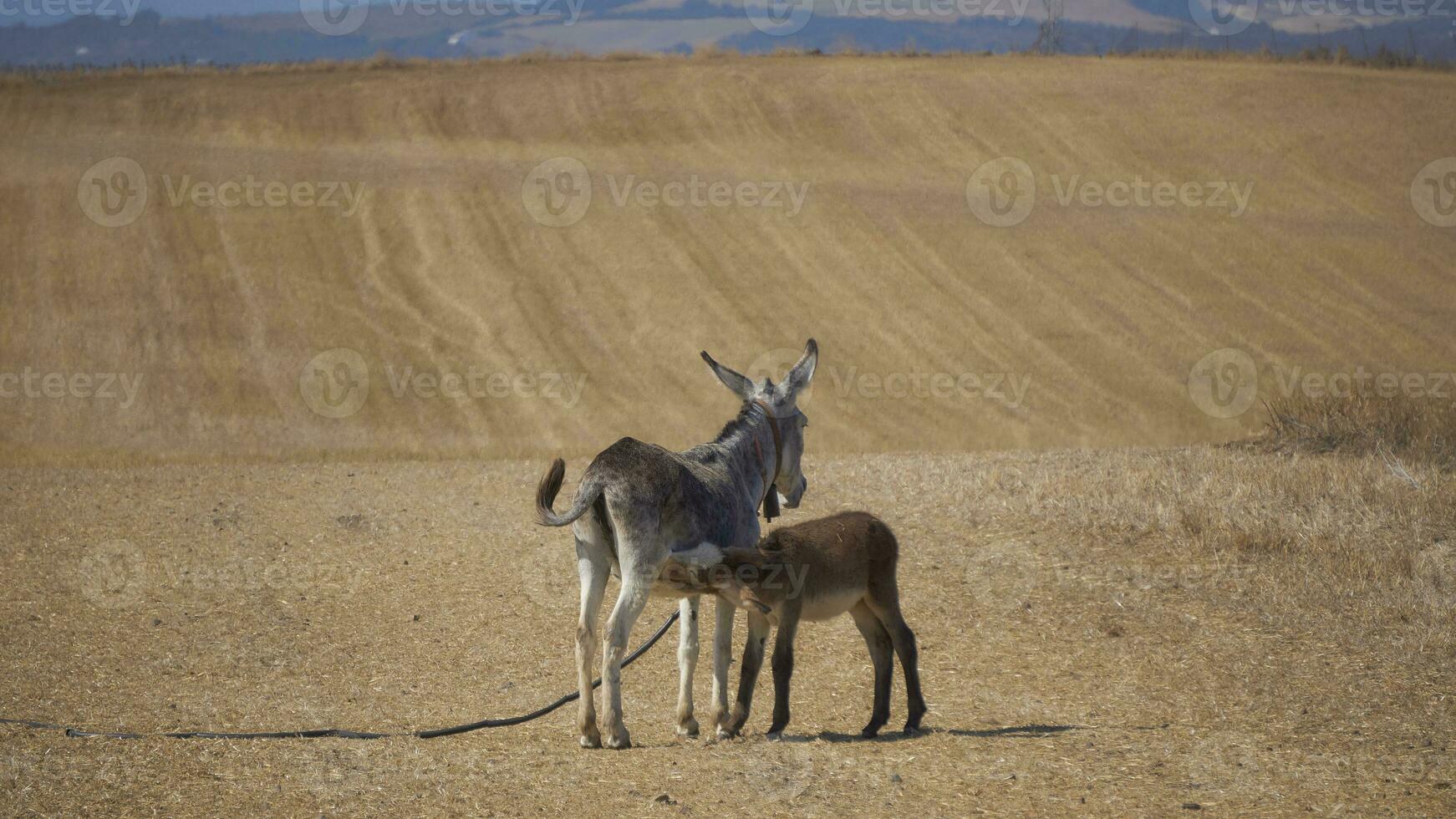 Maternal Care. Heartwarming Scene of a Young Donkey Nursing photo