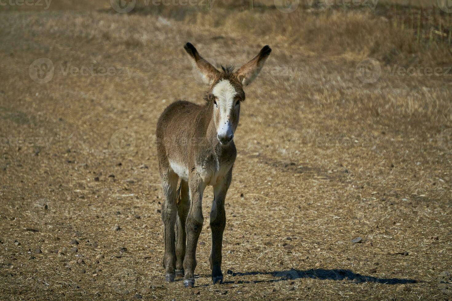 Endangered Majesty. Brown Donkey Amidst the Summer Fields photo