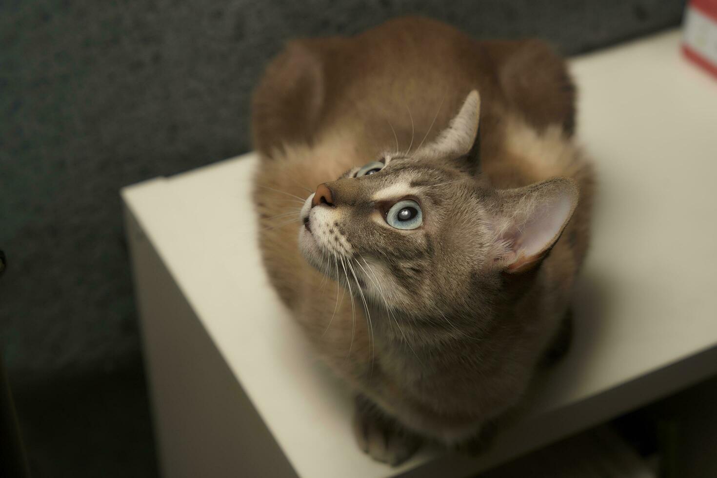 Spirited Siamese Shenanigans. Playfully Entangled with Flashlight Boxs Rope photo