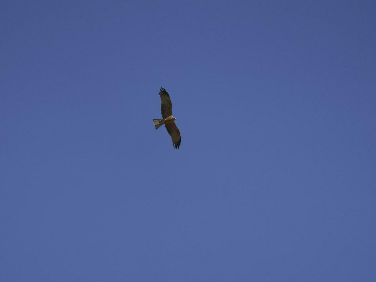 Flying bird of prey in the sunshine. photo