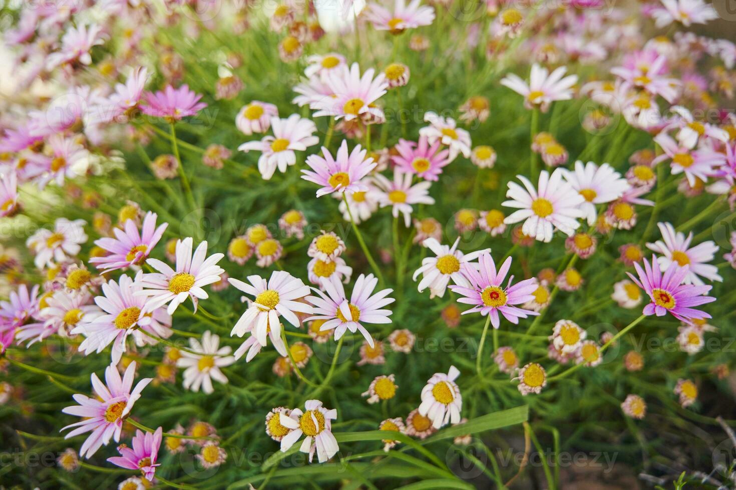 beautiful flowers in the garden, andalusia flowers photo