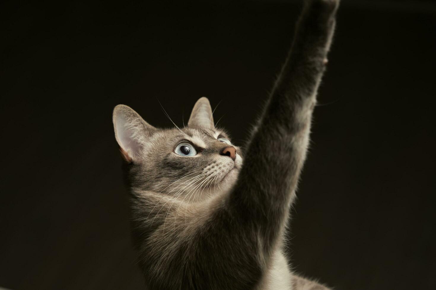 Inquisitive Siamese Paws. Playfully Tackling Flashlight Box's Rope photo