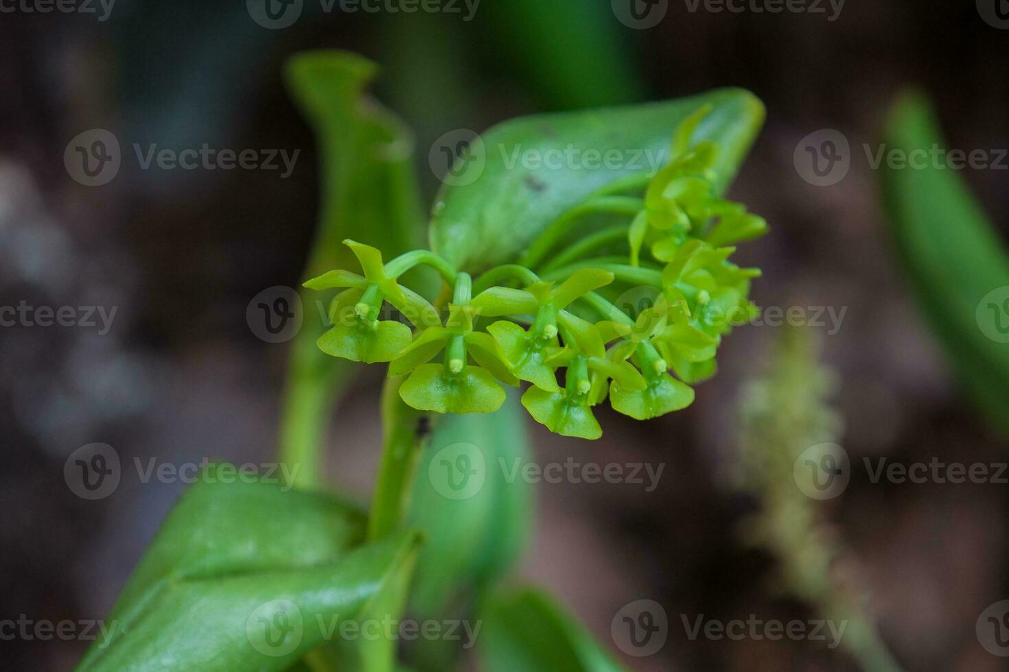 Closeup of one of the beautiful Colombian orchids. The Flowers Festival from Medelln in Colombia photo