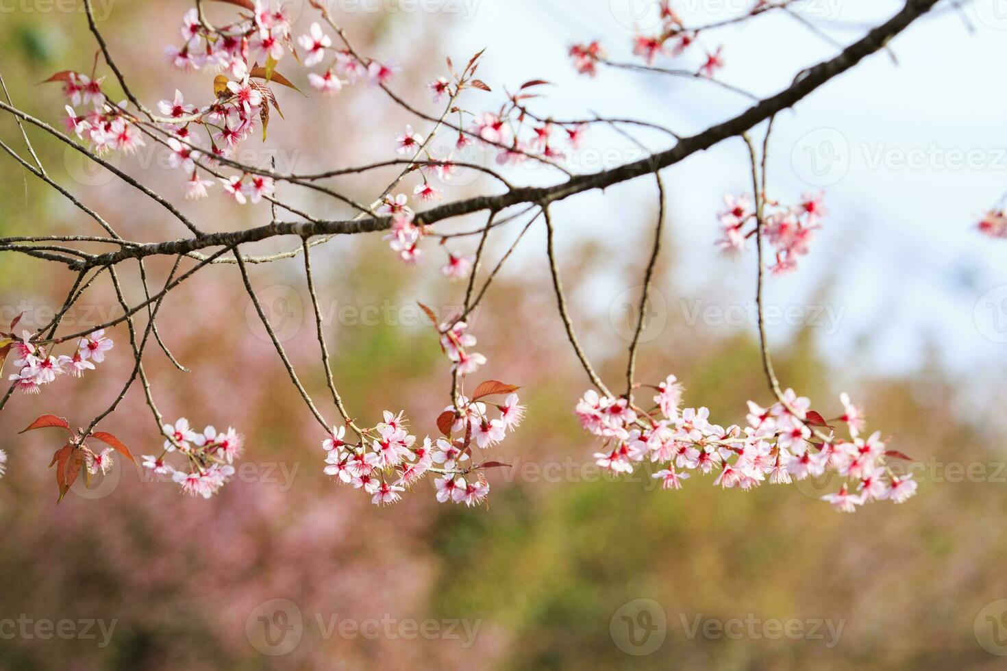 wild pink cherry blossom flower blooming in doi angkhang chiangmai northern of thailand photo