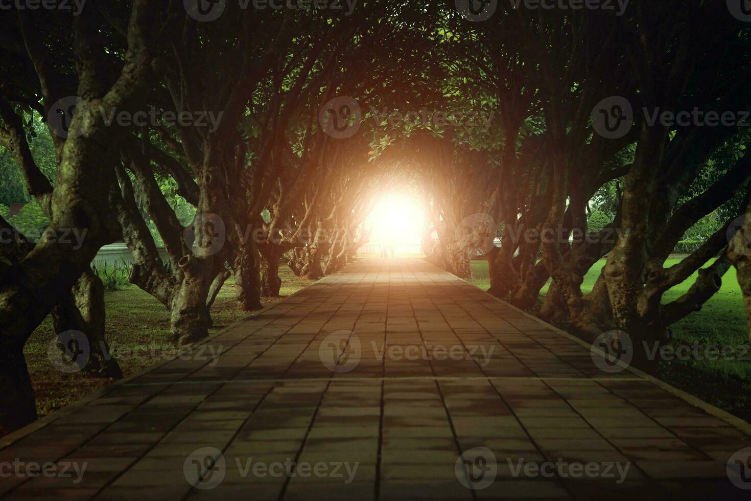 perspectiva camino camino con dos fila frangipani planta y destello ligero a final antecedentes foto
