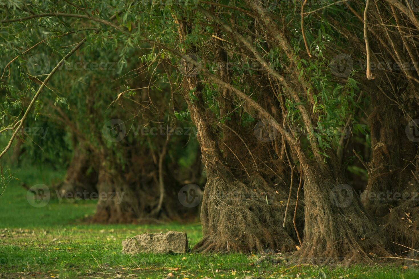The Danube Delta is a unique and biodiverse region located in southeastern Europe, primarily in Romania photo