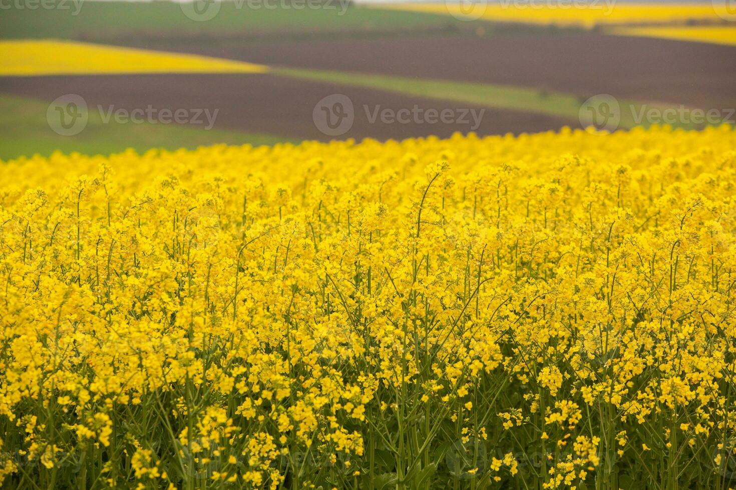Rapeseed field with yellow. canola field in bloom in spring. Plant for green energy. Biofuel produced from rapeseed photo