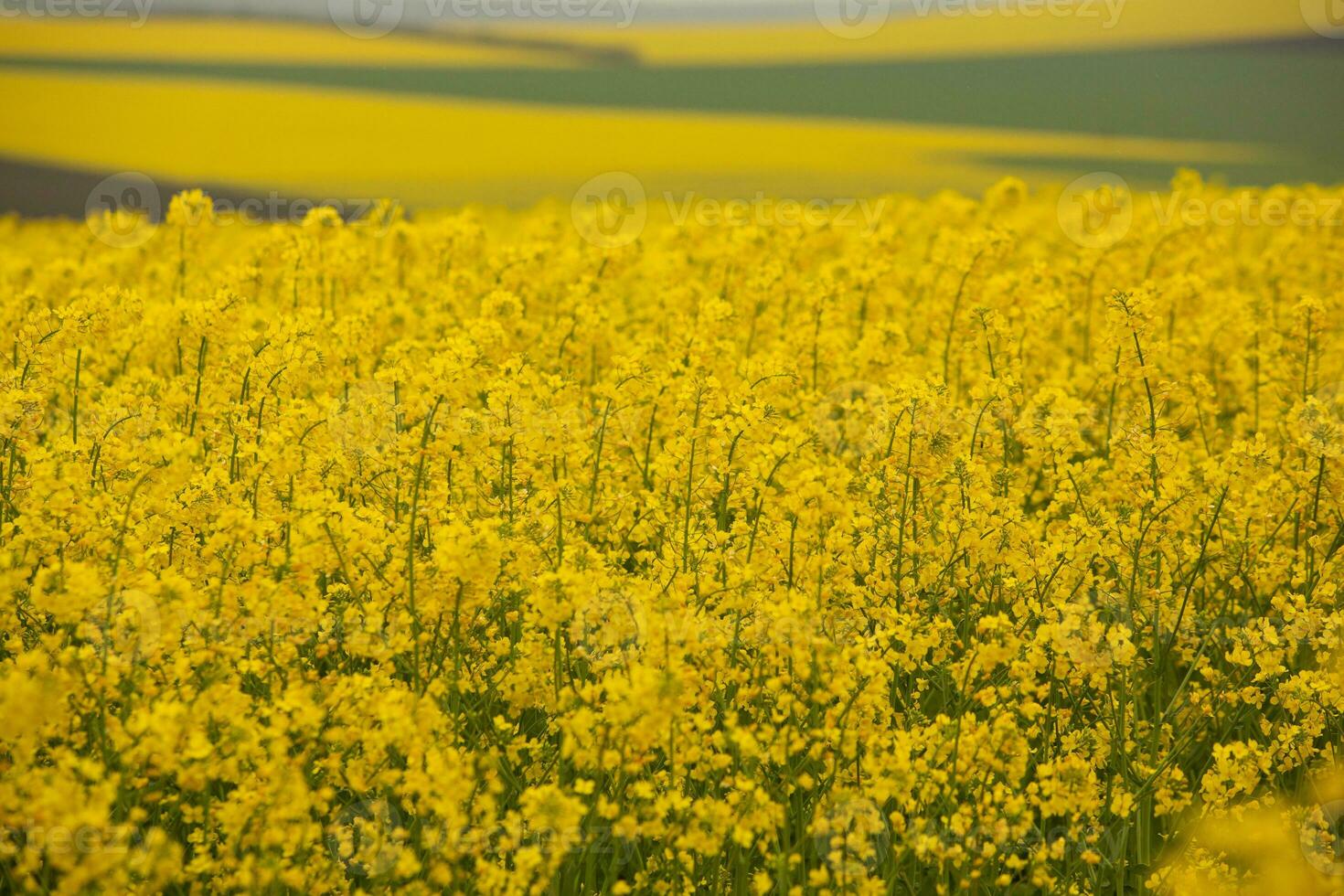 Rapeseed field with yellow. canola field in bloom in spring. Plant for green energy. Biofuel produced from rapeseed photo